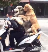 主人骑车带金毛和阿拉兜风，结果看到狗子的表情，笑疯了...