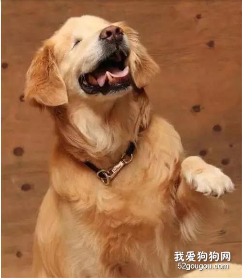 <b>残疾犬的故事—“它们也有一样甜的笑容”</b>