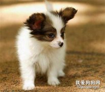 蝴蝶犬幼犬不能吃什么?