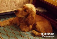 如何让可卡犬适应新环境