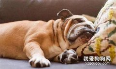 <b>狗狗打呼噜也可能是危险警报！这三个情况你一定要注意！</b>
