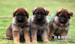怎么帮立耳犬立耳？