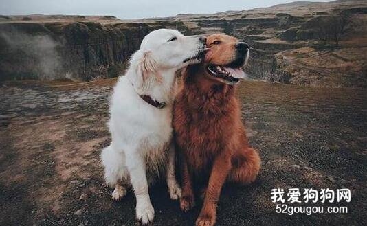 狗狗也明白的道理：和爱的人去看很多风景！