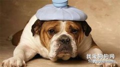 新买的狗狗不吃饭怎么解决?