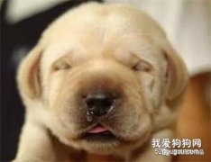 幼犬喂养应该选择哪种奶粉？
