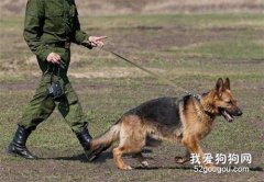 排名好的军犬有哪些 世界6大军犬排名