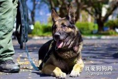 军犬和警犬的三个不同点