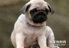 小狗便秘怎么解决好