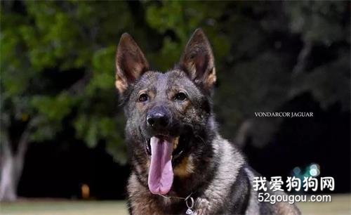 <b>不管社会治安怎么样，护卫犬永远不会走出人们的生活</b>