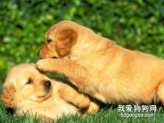 金毛幼犬什么时候断奶?