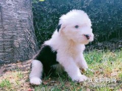 古牧犬掉毛吗?古牧犬如何修毛？