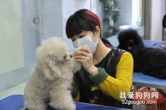 北美工作犬会美容师是如何进行认证的