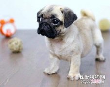 巴哥犬的美容护理知识