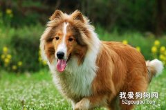 苏格兰牧羊犬修剪指甲的办法