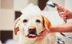 狗狗在家洗澡有哪些优势