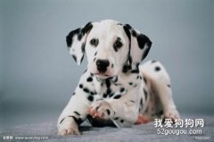 斑点狗平常护理包括哪些内容?