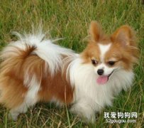 给蝴蝶犬修毛的几个步骤