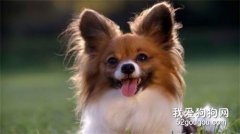 蝴蝶犬的牙齿要怎么护理?