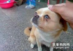 <b>狗狗会哭吗?狗狗哭的原因有哪些?</b>