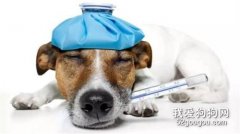 <b>狗狗拉稀了怎么办?</b>
