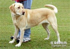 <b>几种最适合家养的大型犬</b>