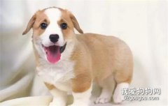 狗狗体臭的表现都有哪些?防止狗狗体臭的方法