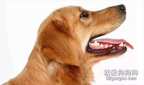 狗狗口臭是什么原因引起的？