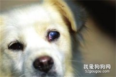 狗狗白内障的症状和治疗