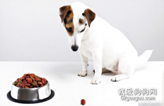 <b>狗狗不吃东西居然是这个原因?</b>