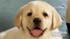 <b>狗狗不能吃的东西大全</b>