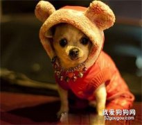 狗狗冬天应该穿衣服吗？狗狗穿衣服好不好？