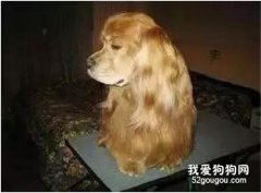 <b>狗狗绝育后变胖了？责任都在你....</b>