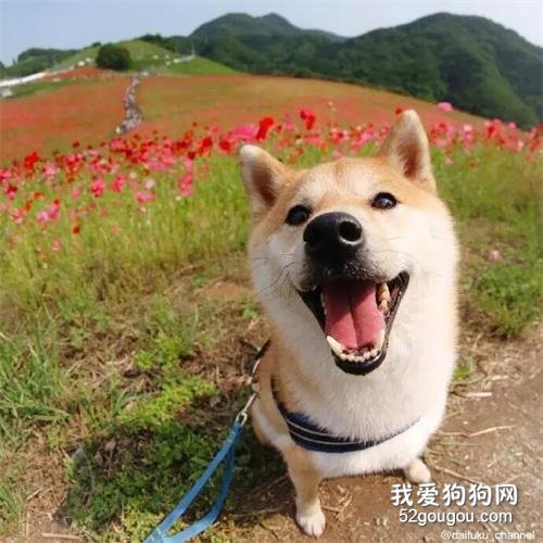 <b>天哪，狗在花丛笑！这怕是春天最美的画风了吧~</b>