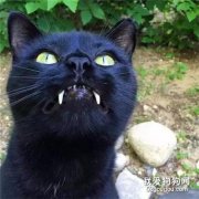 <b>圣上，你确定你不是吸血鬼转世？这獠牙...</b>