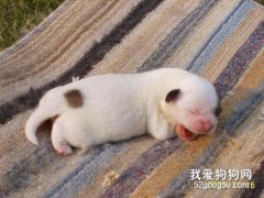 盘点初生狗狗的护理方法