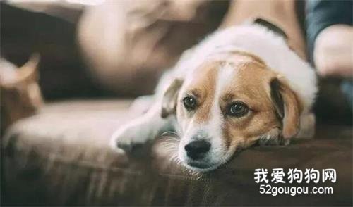 <b>鱼的记忆有七秒, 那狗的记忆有多久你知道吗?</b>