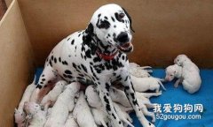 斑点狗的断奶期知识