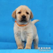 怎样照顾初生拉布拉多