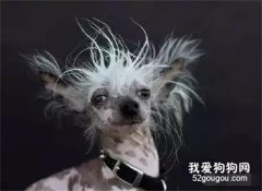 <b>最丑的狗狗—中国冠毛犬....却莫名的被萌到了！</b>