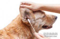 给狗狗清理耳朵的注意事项