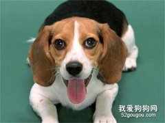 为何狗狗的生育年龄有限