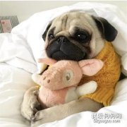 <b>警惕！家中潜藏的四个毛孩安全危机，你知道吗？</b>