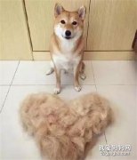 <b>面对漫天飞舞的狗毛，你们是怎么处理的？</b>