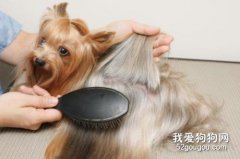 短毛宠物狗如何正确梳理毛发