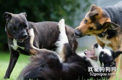 为什么狗狗喜欢互相闻屁股？