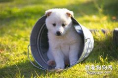 <b>狗狗春季易患疾病有哪些？</b>