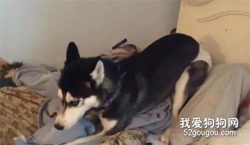 网友养了二哈后总闻到一股尿味，看完视监控后他崩溃了……