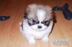 狗狗生气怎么判断 ？