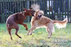 狗狗打架的原因？为什么狗狗会打架
