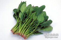 狗狗可以菠菜吗，狗狗吃菠菜的好处有哪些？